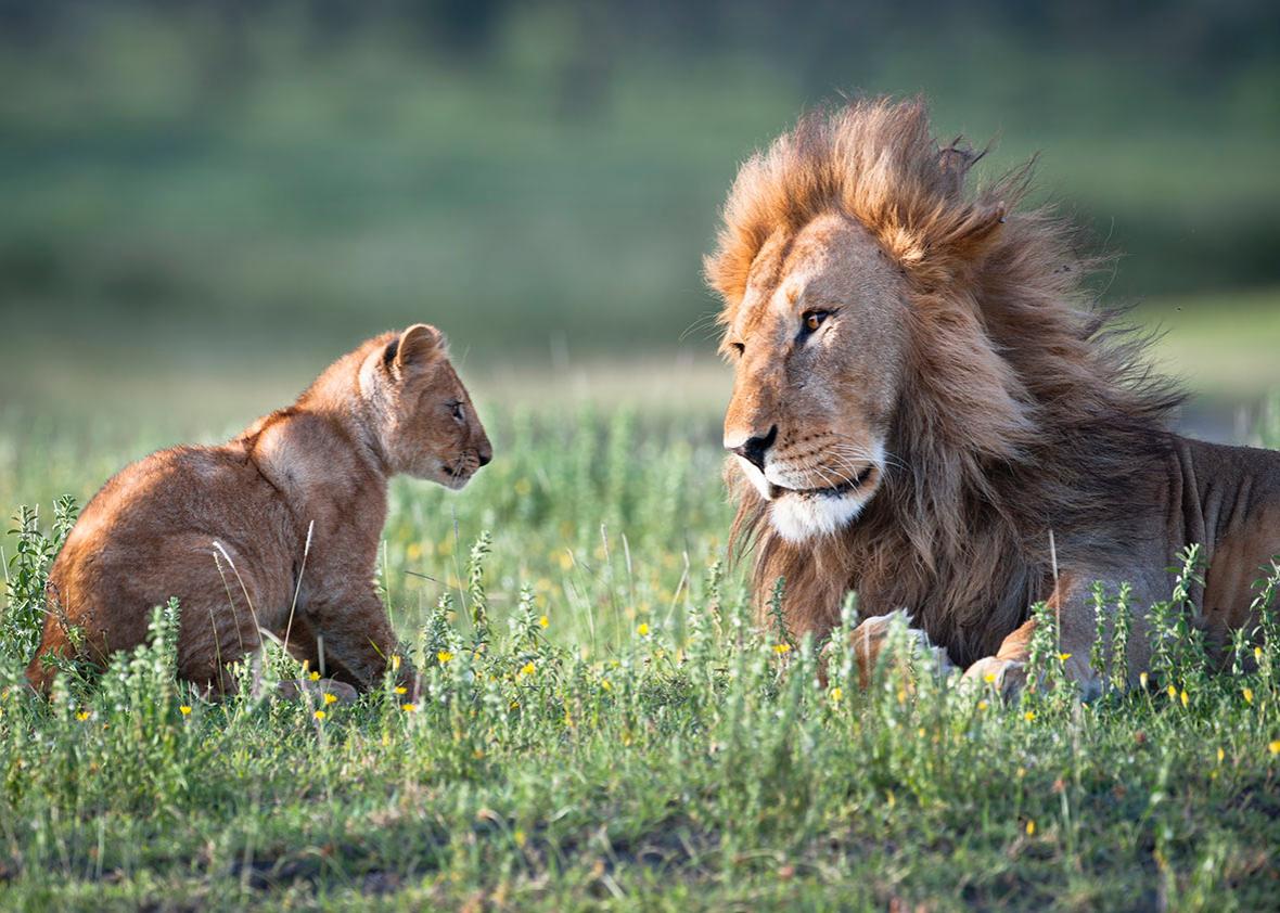 A male african lion plays with his 4-month-old cub.