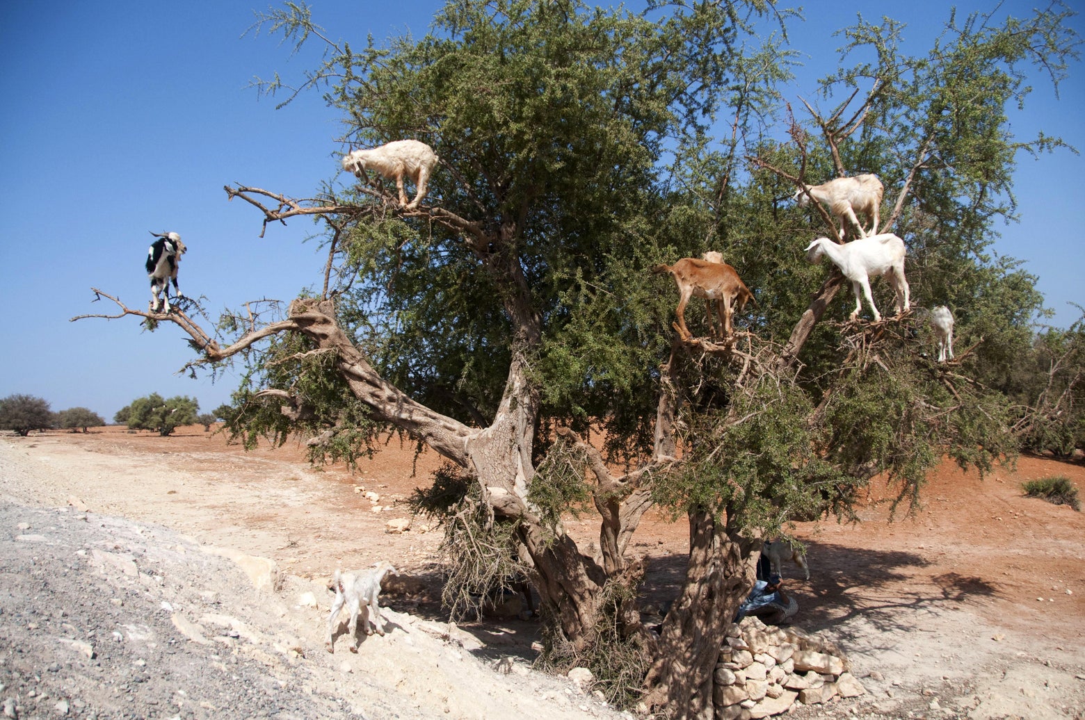 Argan tree goats in Morocco