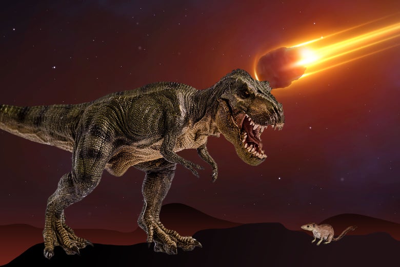 A dinosaur advances upon a small Purgatorius as an asteroid plunges downward.