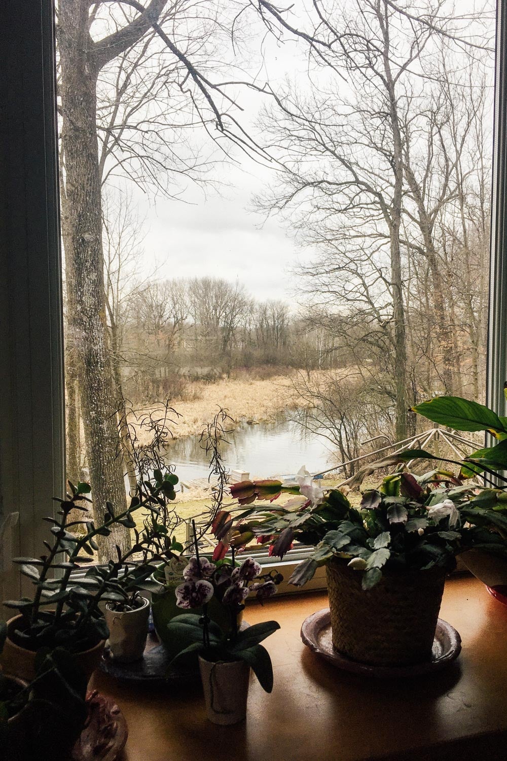 Window with windowsill filled with plants.
