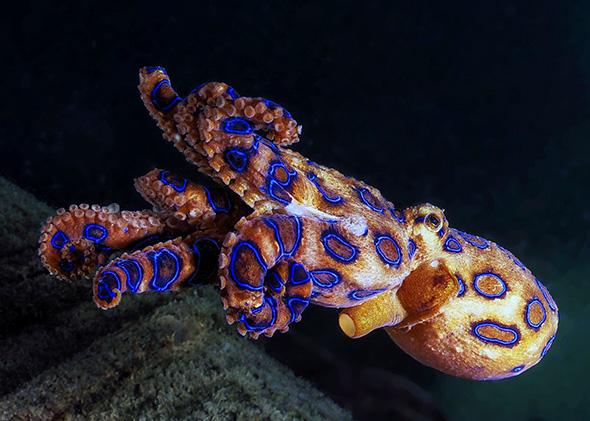 Ontmoedigen reservering Verst Blue-ringed octopus venom causes numbness, vomiting, suffocation, death