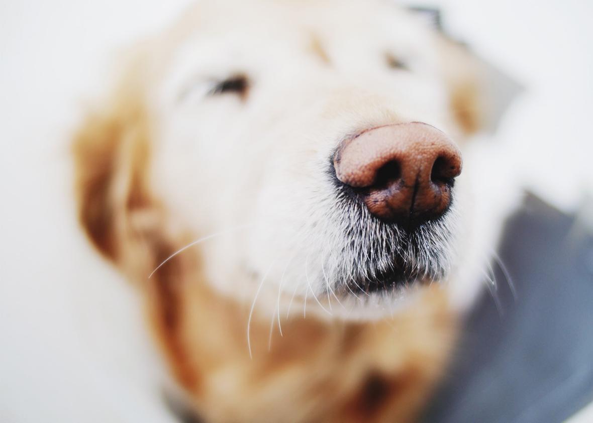 Dog with cute nose!