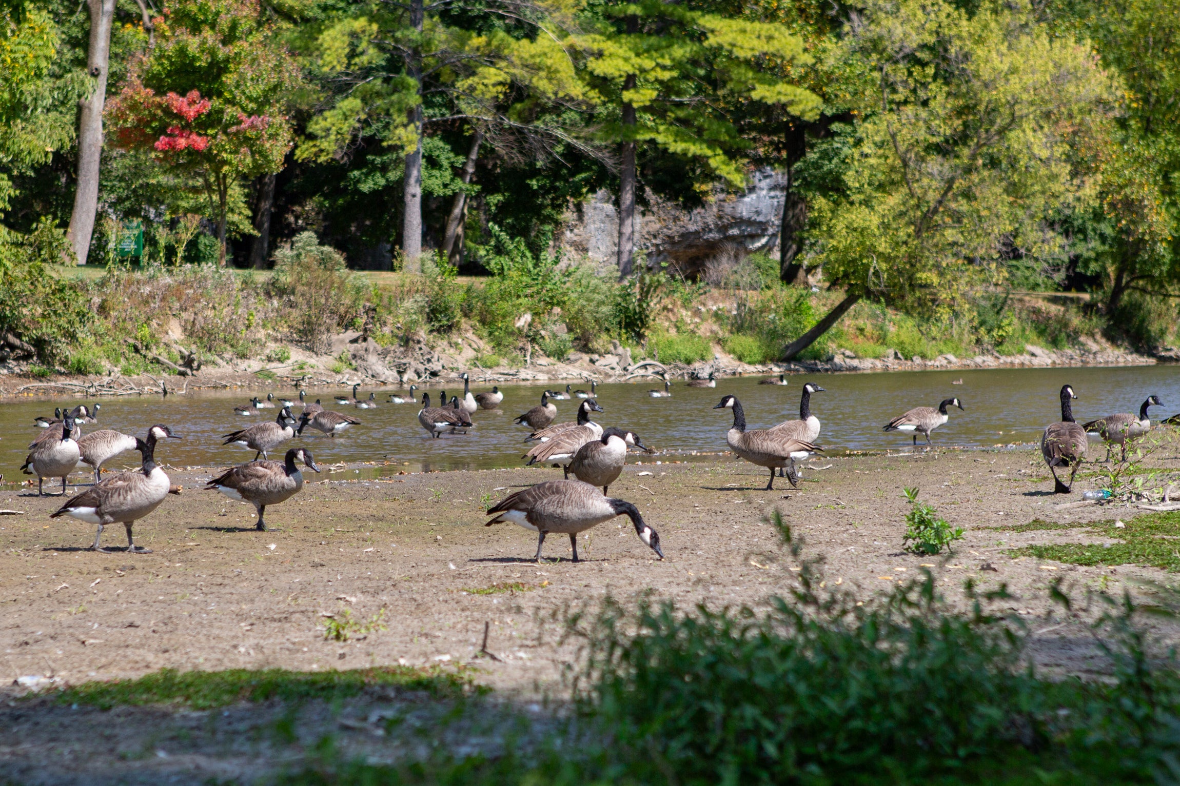 Many, many geese. 