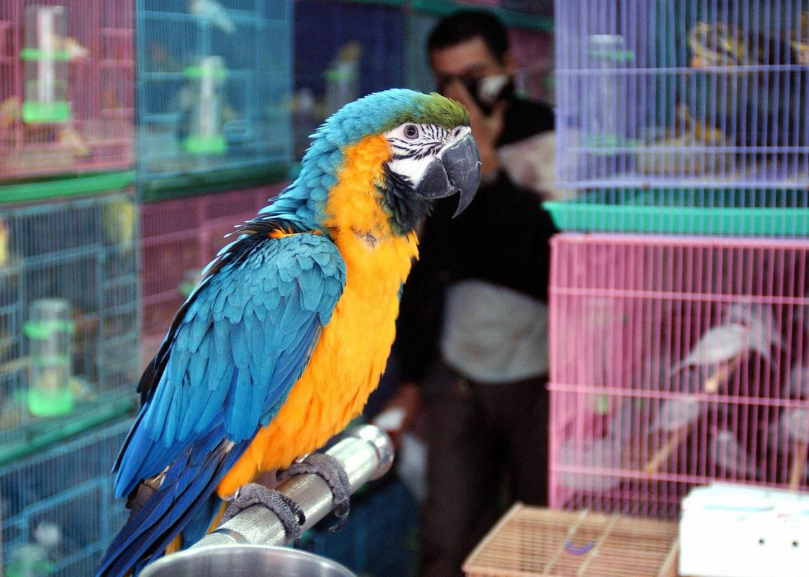Popular Macaws That Make Outstanding Pets  