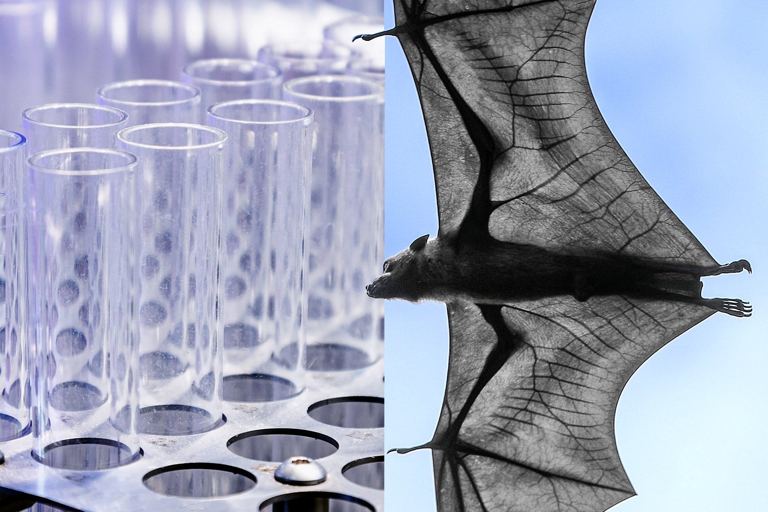 A side-by-side of test tubes and a bat