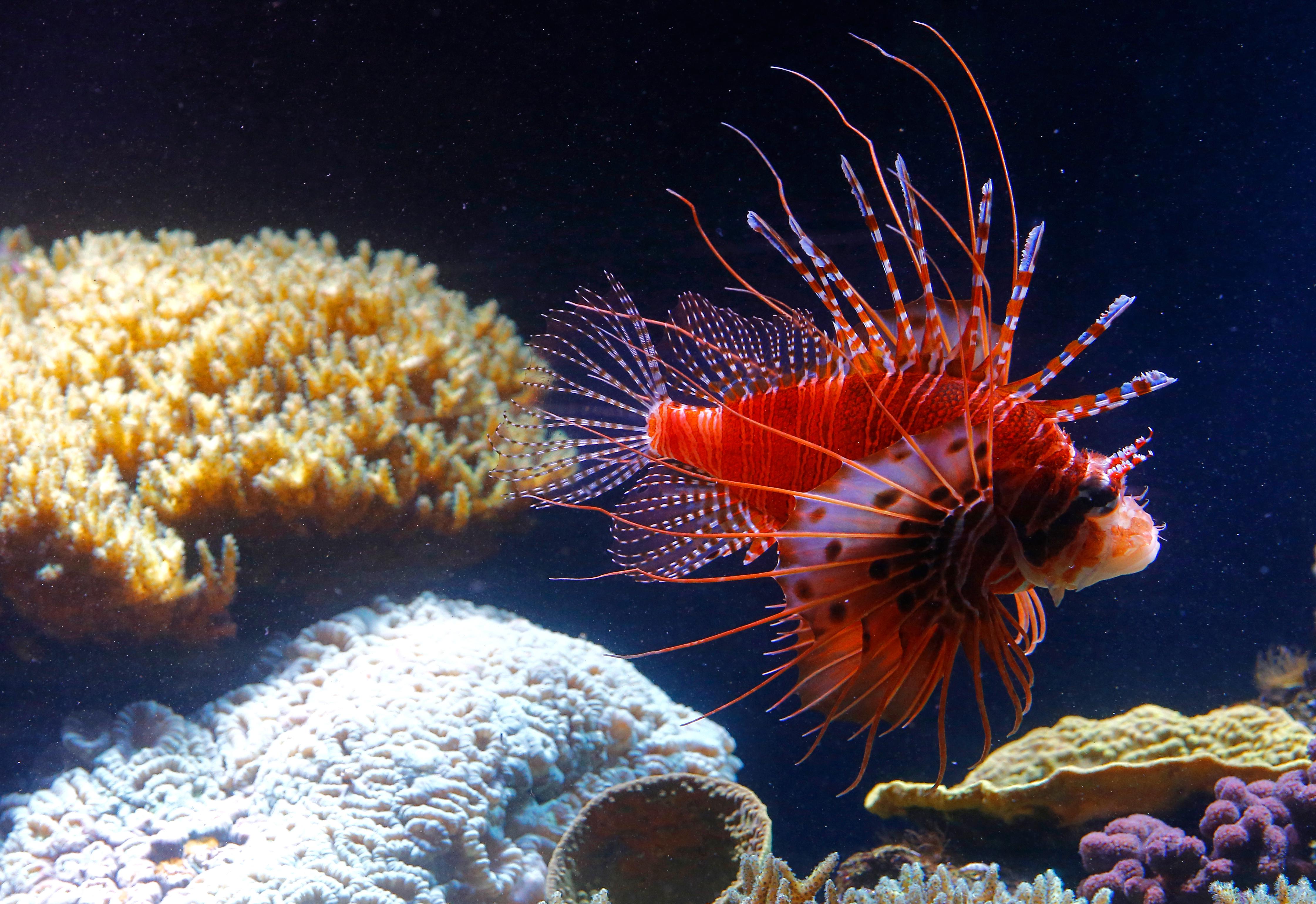 A Lionfish swims in a display tank in the aquarium on the United Arab Emirate of Sharjah on August 6, 2008.