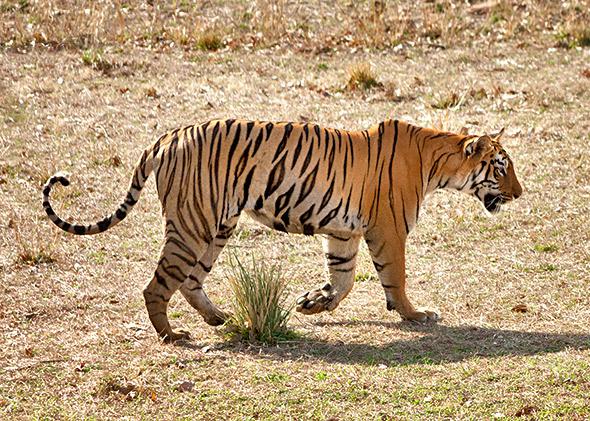 Bengal Tiger Facts  India Wildlife Guide