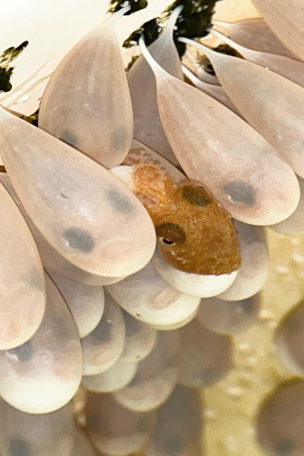 Fertilized eggs of the rescued octopus