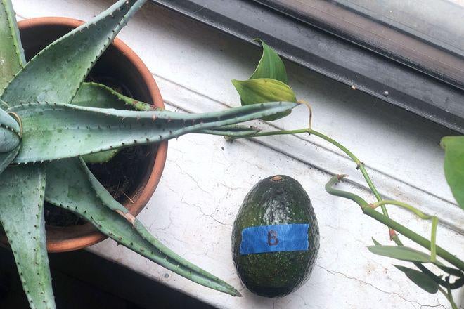 A whole avocado labelled "B" rests on a window sill near a potted cactus.