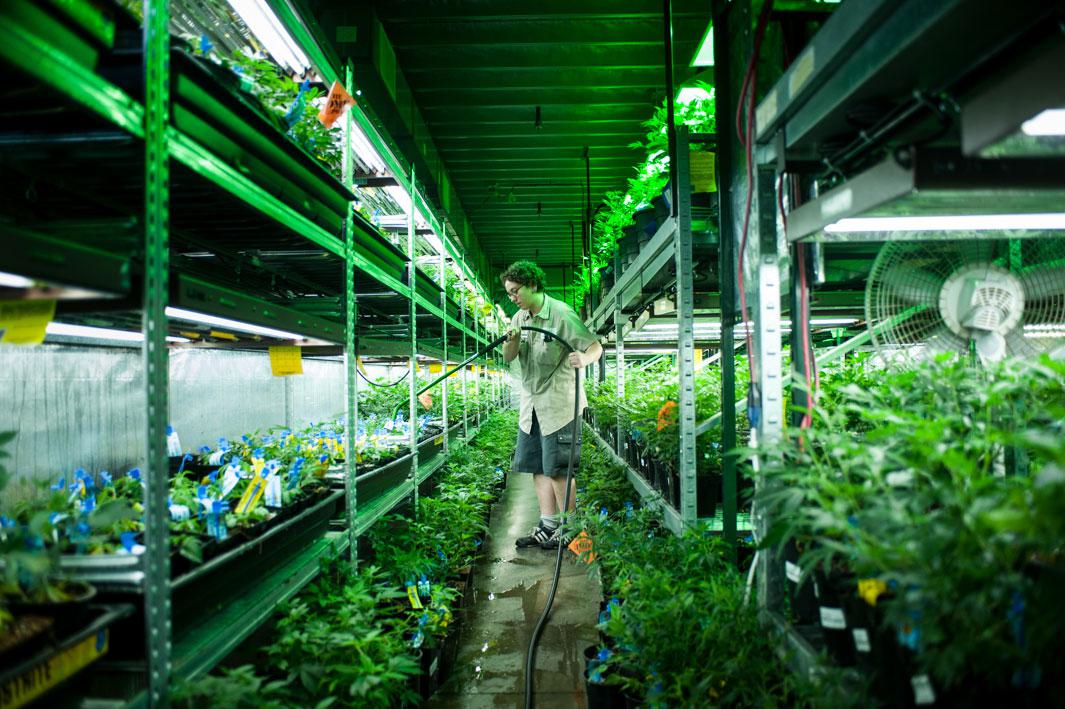 The vegetative room at Medicine Man. Most marijuana sold in Colorado is grown from clones - cuttings off of nonflowering plants - and these plants are kept in a vegetative, non-flowering state as they are grown. Plants must be watered by hand multiple times each week.