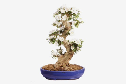 Brussel’s Bonsai ST2417SA-F Specimen Bonsai.
