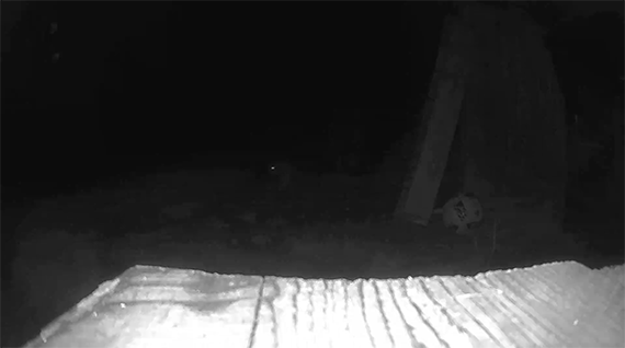 Cat on camera footage