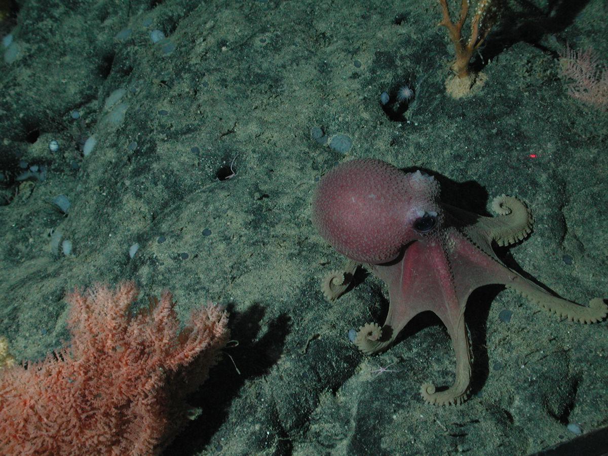 Thousands of octopuses gather off California to brood eggs at a warm spot :  NPR