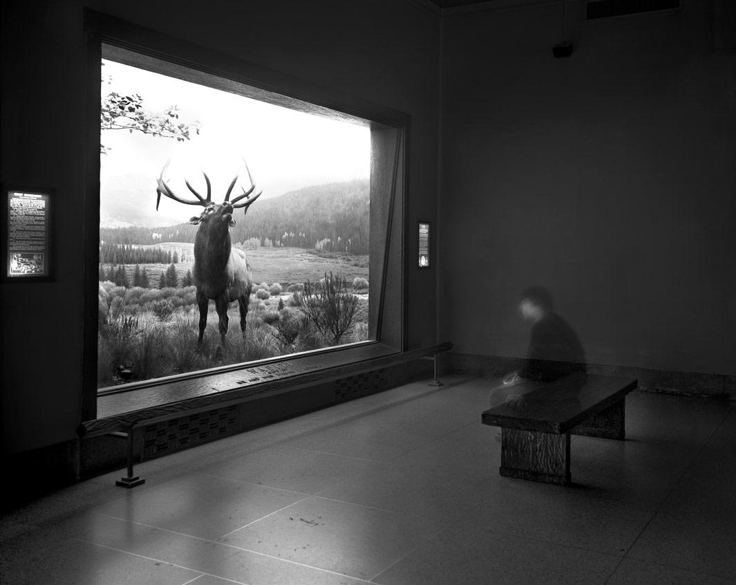 Self portrait contemplating Wapiti, Museum of Natural History, 2004