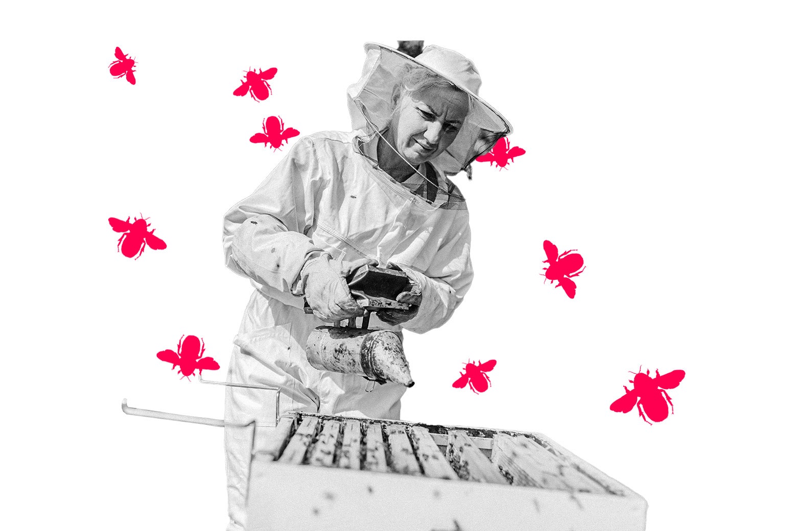 My Wife Has a Dernaged Idea About Beekeeping. It's Going to Put the Whole Neighborhood at Risk.