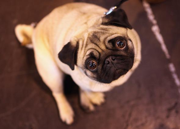Tinder partners with Social Tees to find New York City abandoned dogs homes. Tinder partners with Social Tees to find New York City abandoned dogs homes.