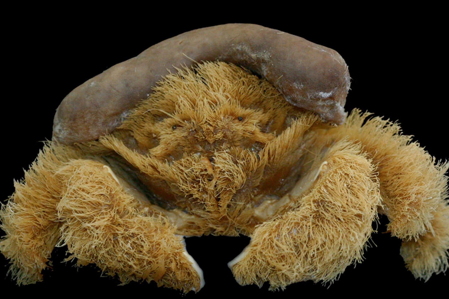 A fluffy crab with a sponge on its head.