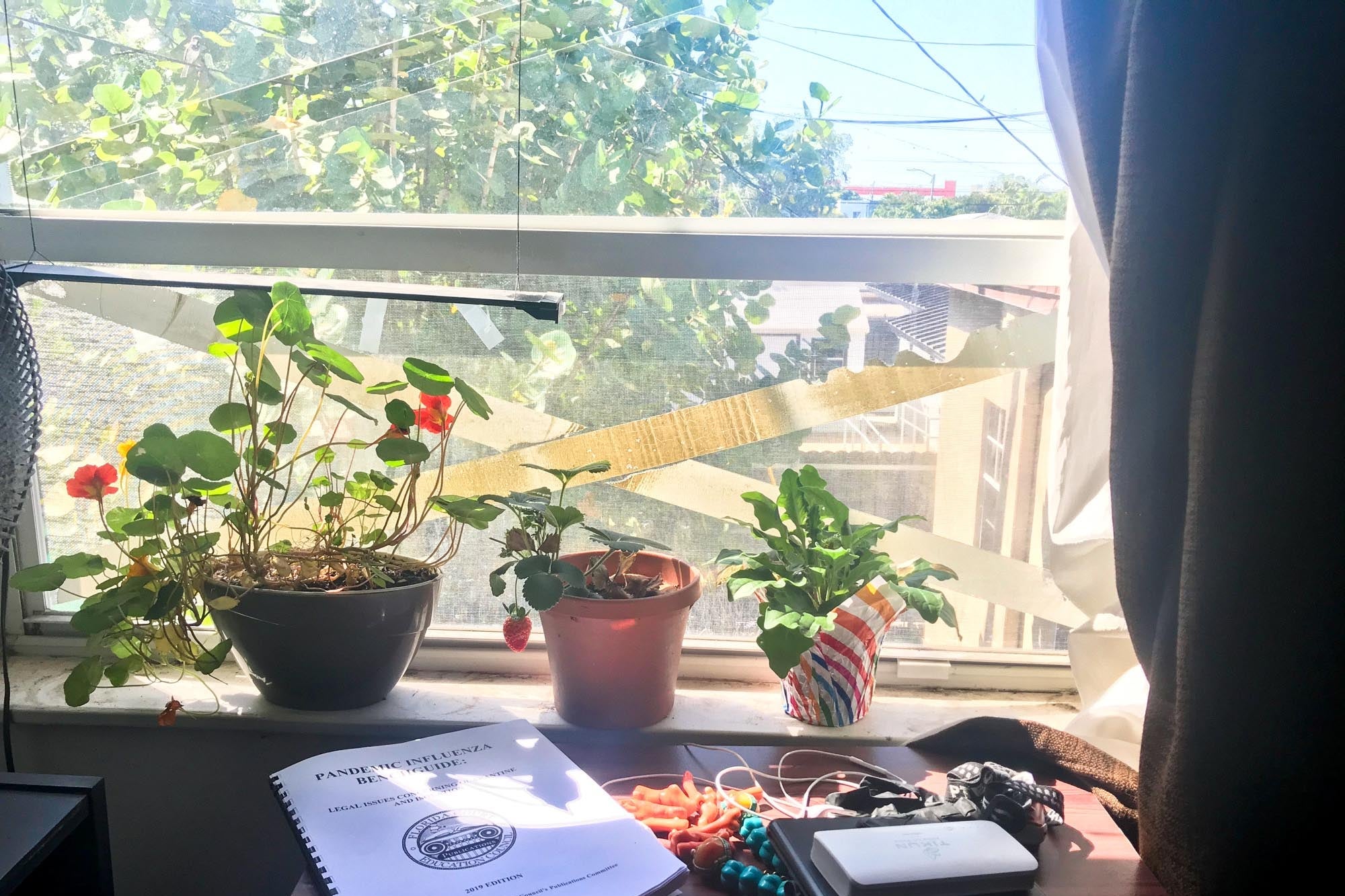 Plants in front of a sunny window.