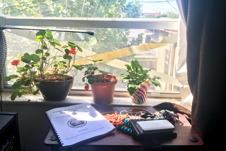Plants in front of a sunny window.