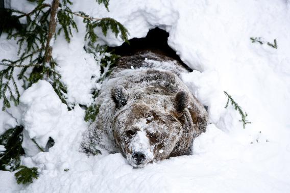 Palle-Jooseppi, a male brown bear of Ranua Zoo, wakes up after winter hibernation in Ranua on February 23, 2012.