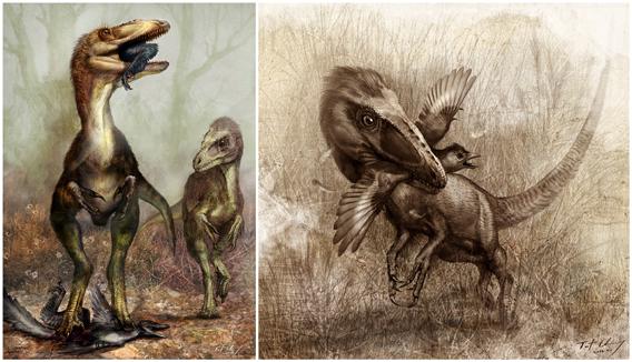 Sinocalliopteryx as a stealth hunter feeding on the dromaeosaur Sinornithosaurus, left, and the primitive bird Confuciusornis, right. 