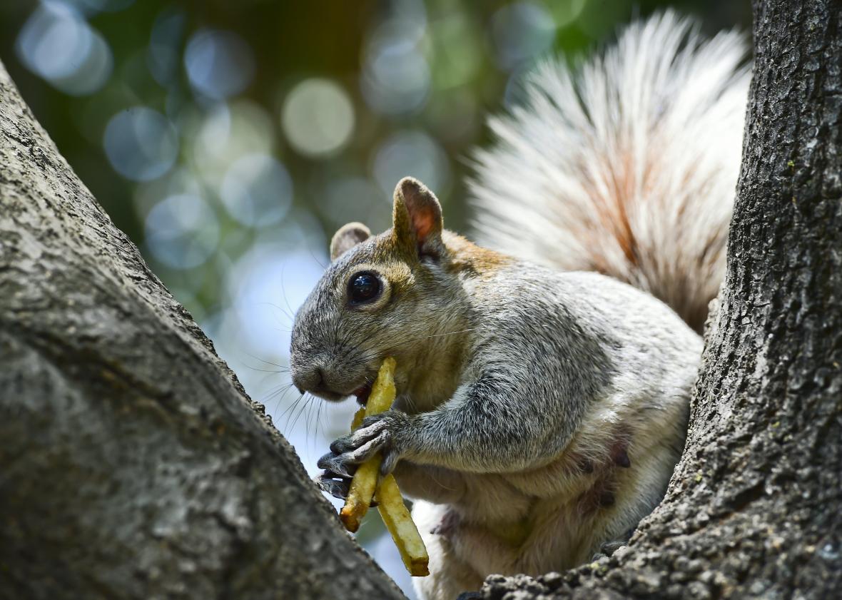 Squirrel causes mass power outages, Local News