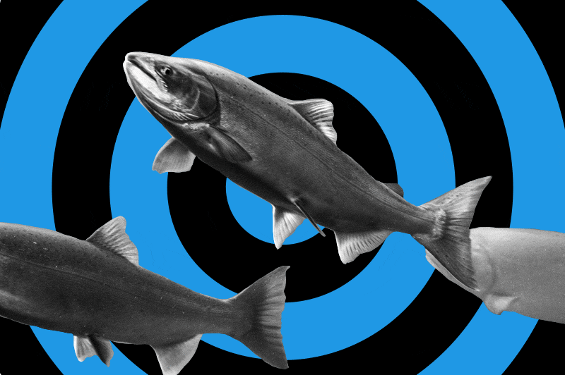 Salmon Migration Videos Are a Cold Splash of Water for Your Pandemic Ennui