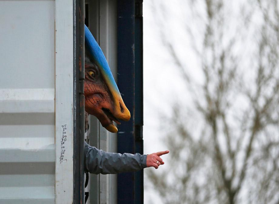 A worker directs the removal of a Parasaurolophus dinosaur from a lorry at Twycross Zoo near Atherstone, central England March 1, 2013. 15 dinosaurs will go on display at Dinosaur Valley, a new attraction at the zoo. 