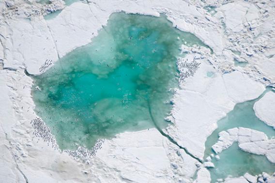 Kitiwakes resting on the sea ice in Chukchi Sea, Alaskan Arctic. 