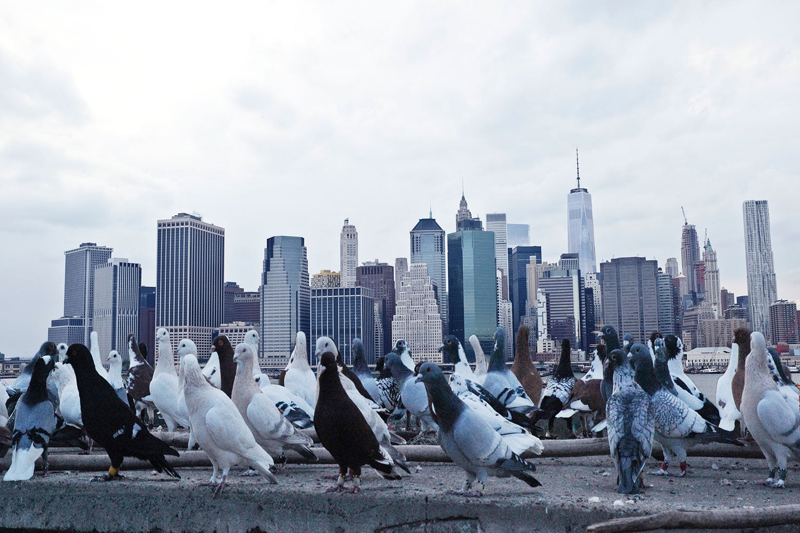 Group of pigeons on concrete, with downtown New York skyline in background