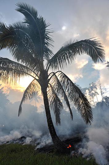 On Sunday, the lava burned this palm tree.