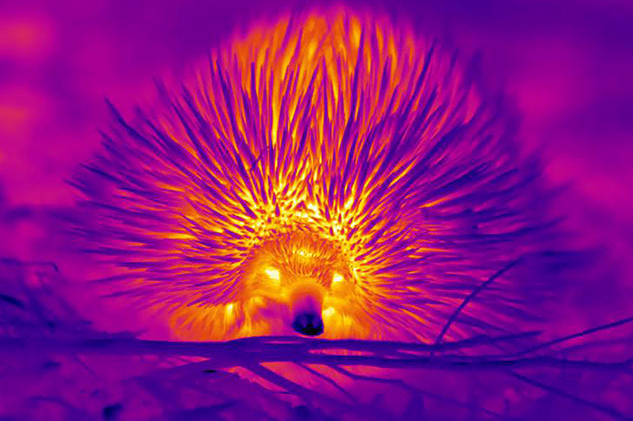 An echidna seen in a thermal image; the body is red to indicate heat; the nose is blue, showing that it is much cooler.