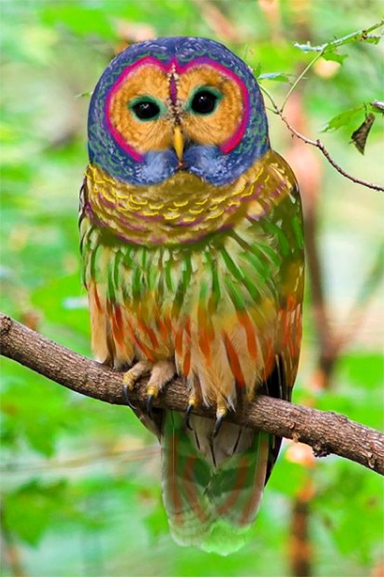 An AI-generated photo of a multicolored owl.