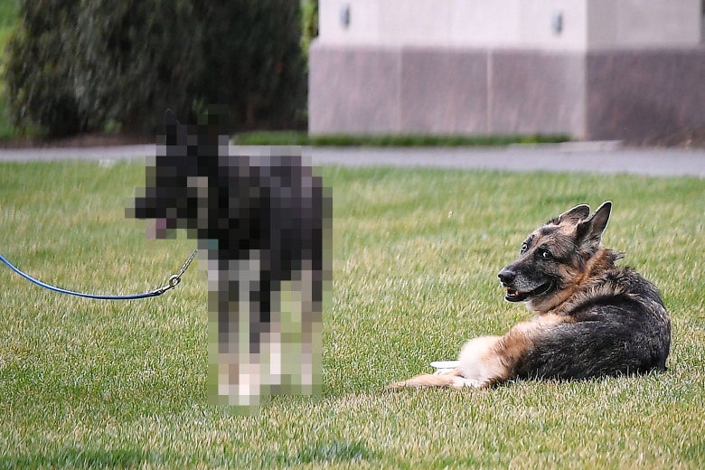 The Bidens dogs Champ and Major are seen on the South Lawn of the White House in Washington, DC, on March 31, 2021. Major has been blurred out.
