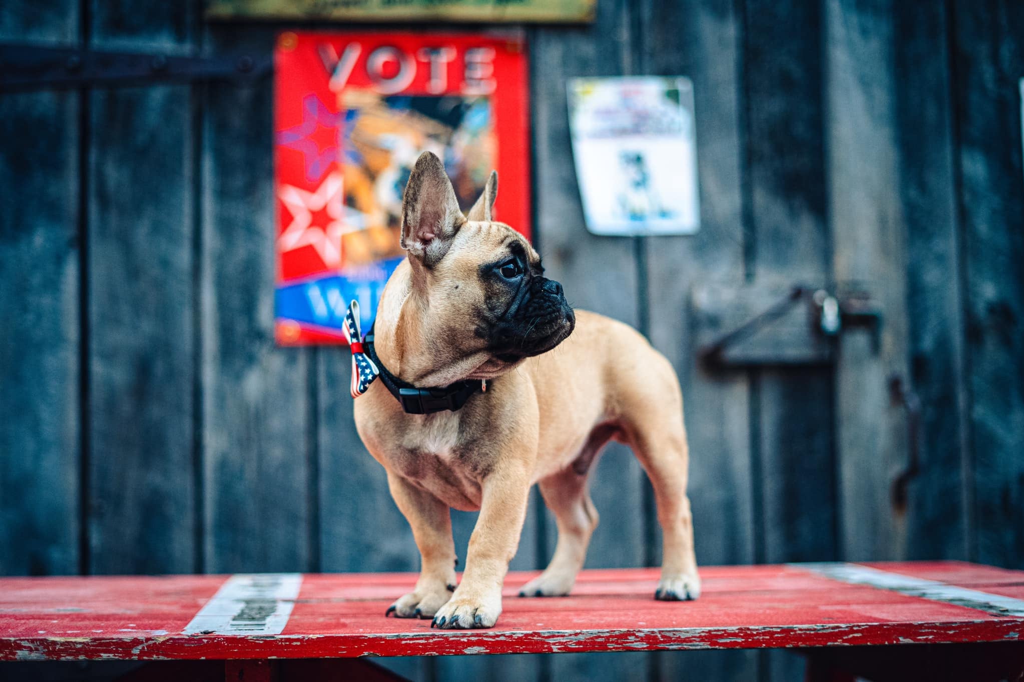 Wilbur the dog standing on a plank of wood, with a VOTE sign in the background