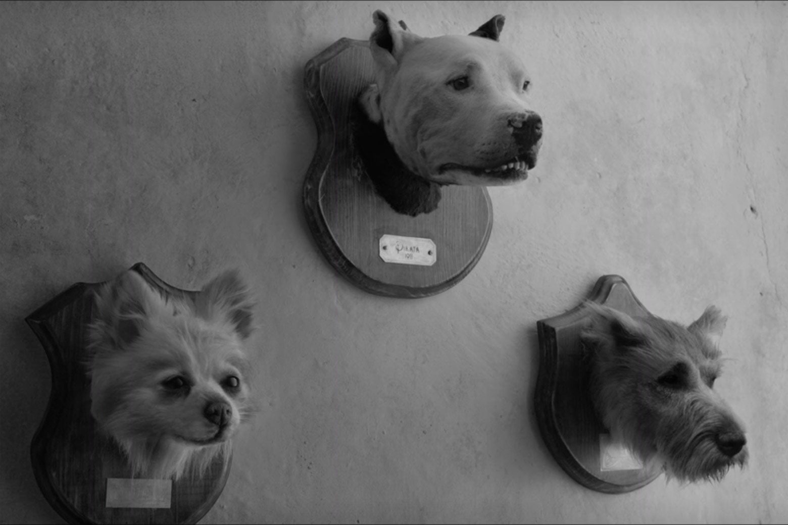 Taxidermy dog heads.