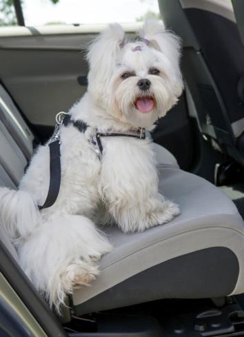 dog seatbelt.