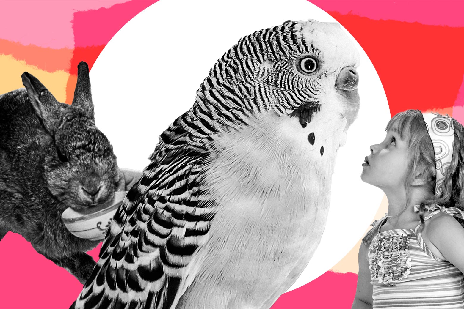 The Wildest Pet Stories Ever Written to Care and Feeding