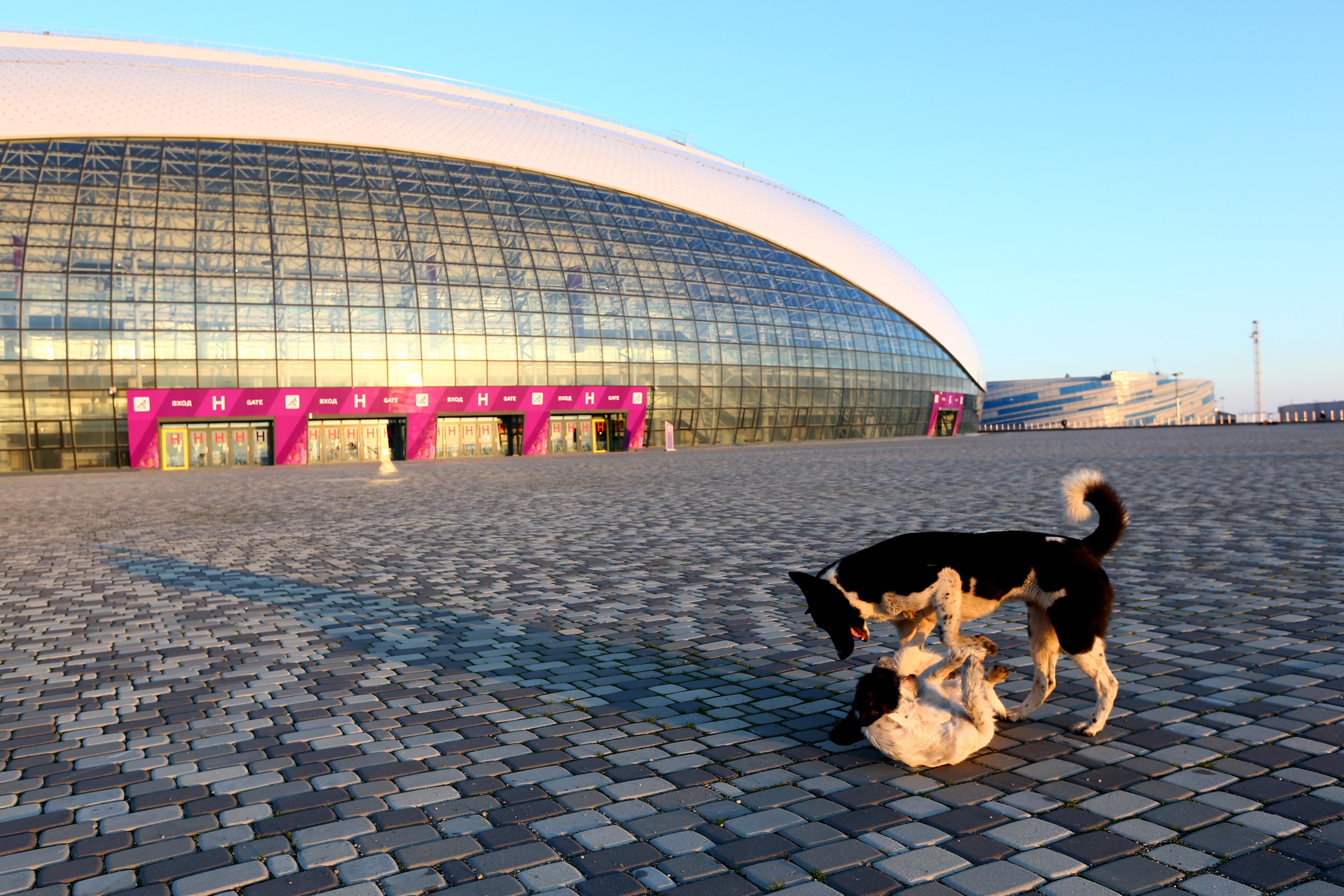 SOCHI, RUSSIA - FEBRUARY 02:  Stray dogs wrestle outside the Bolshoy Ice Dome ahead of the Sochi 2014 Winter Olympics at the Olympic Park on February 2, 2014 in Sochi, Russia.  (Photo by Quinn Rooney/Getty Images)