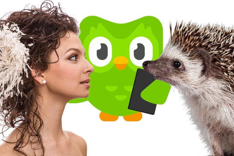 A woman wearing a bridal hairpiece, a hedgehog, and the Duolingo owl.