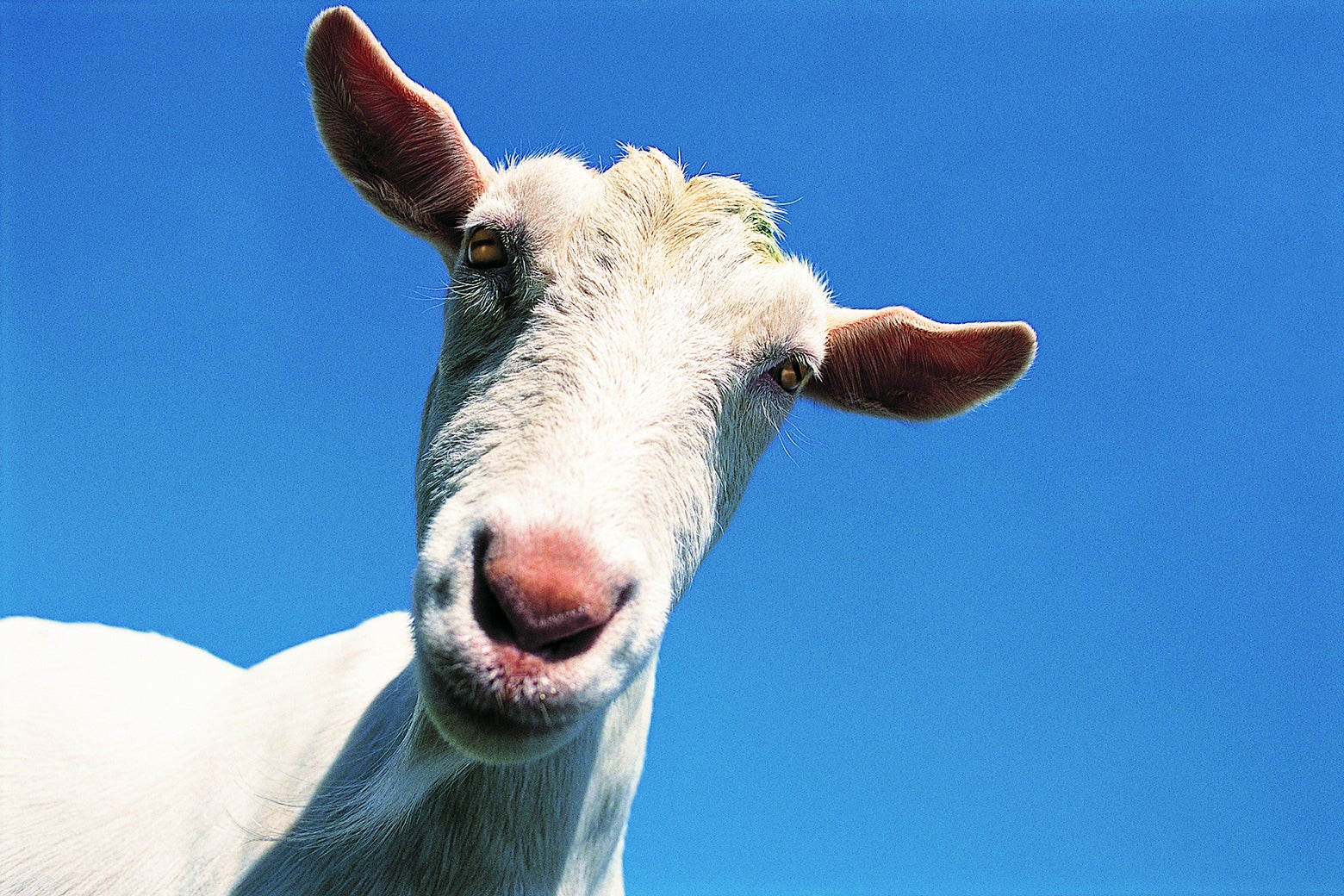 A goat.