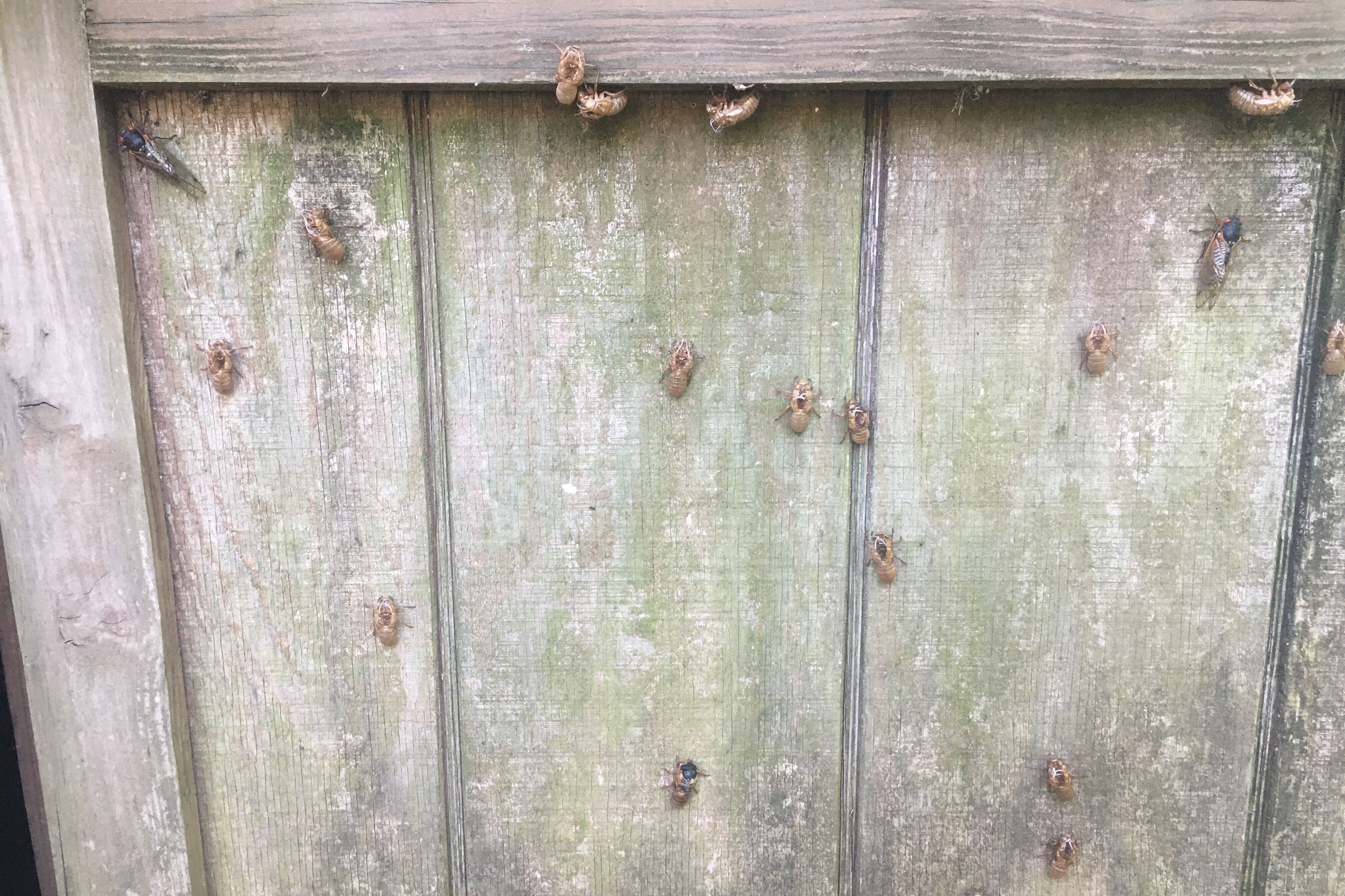 cicada shells on a fence 
