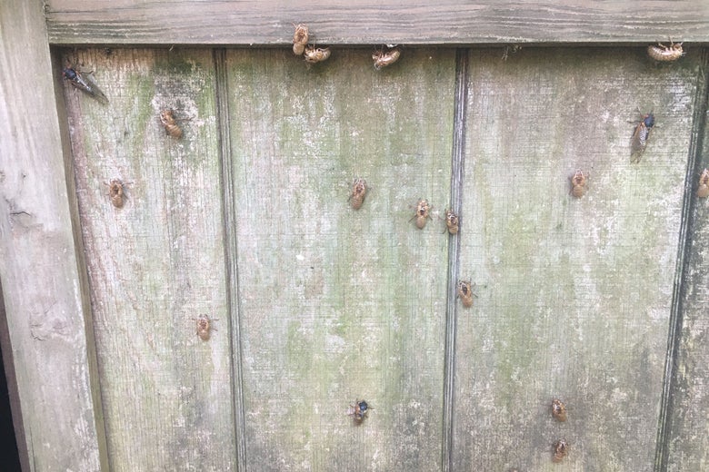 cicada shells on a fence