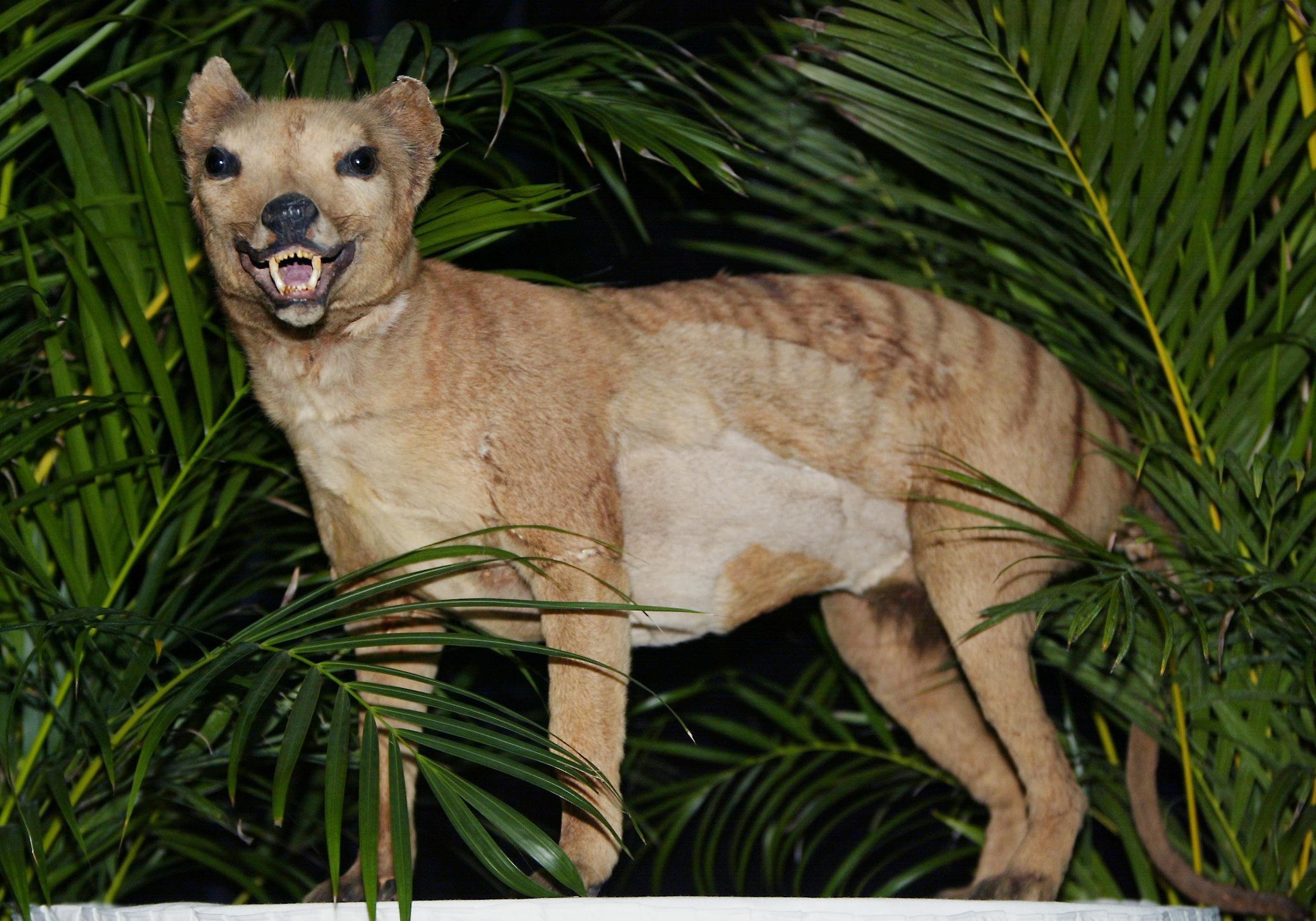A tan animal that looks like a dog with faint stripes on its rump, with teeth bared, stands amid greenery.