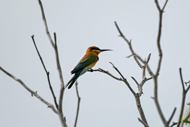 A bee-eater sits on a branch of a bare, thin tree.