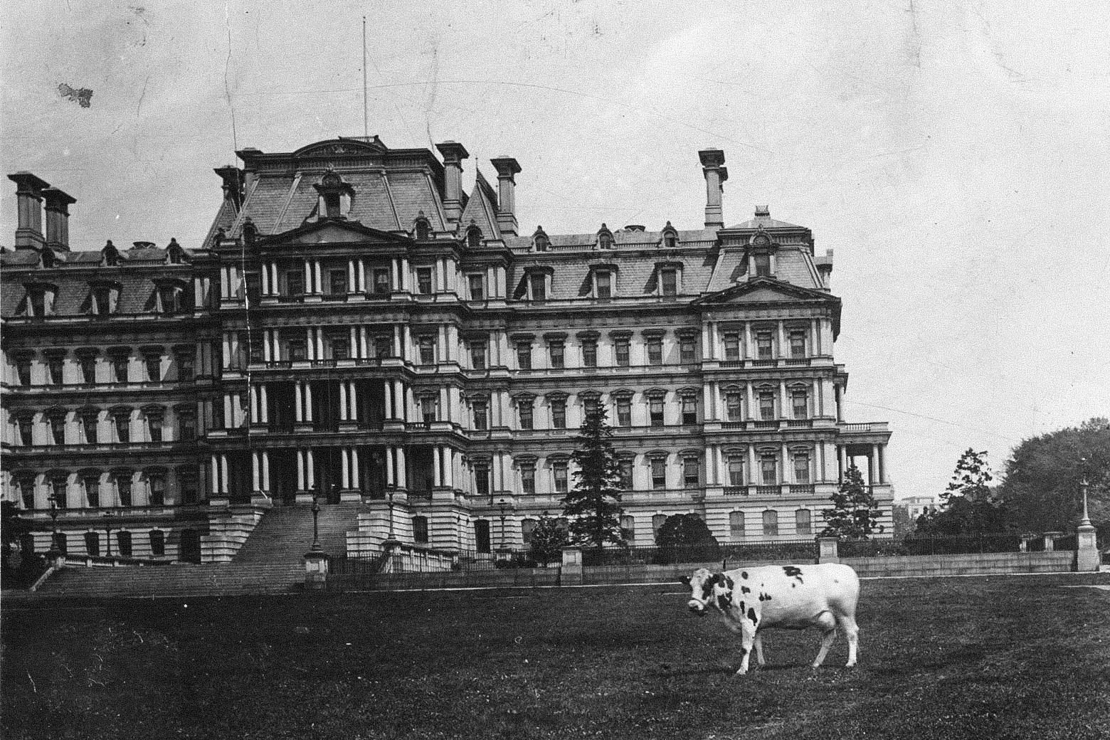 A cow grazing in front of what is now known as the Eisenhower Executive Office Building.