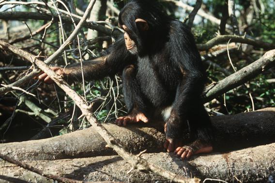 Common Chimpanzee (Pan troglodytes).