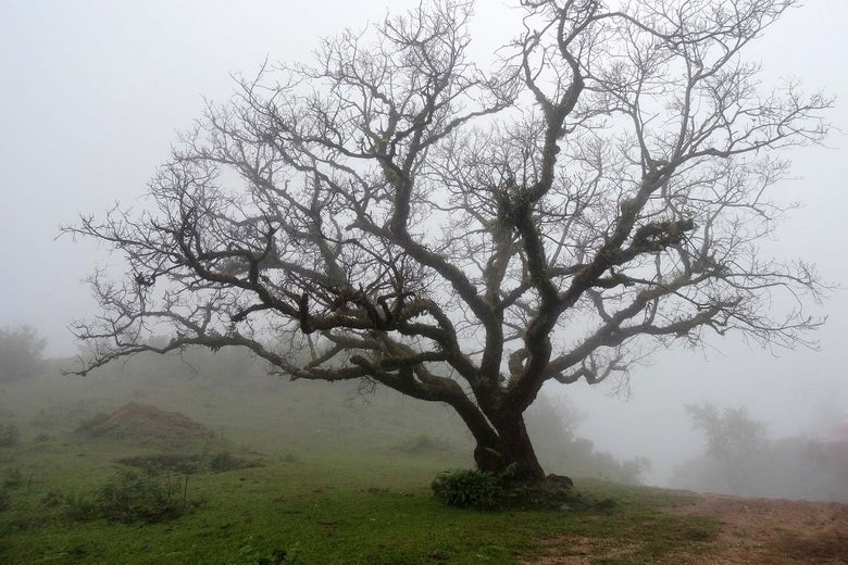 Tree in a foggy garden.
