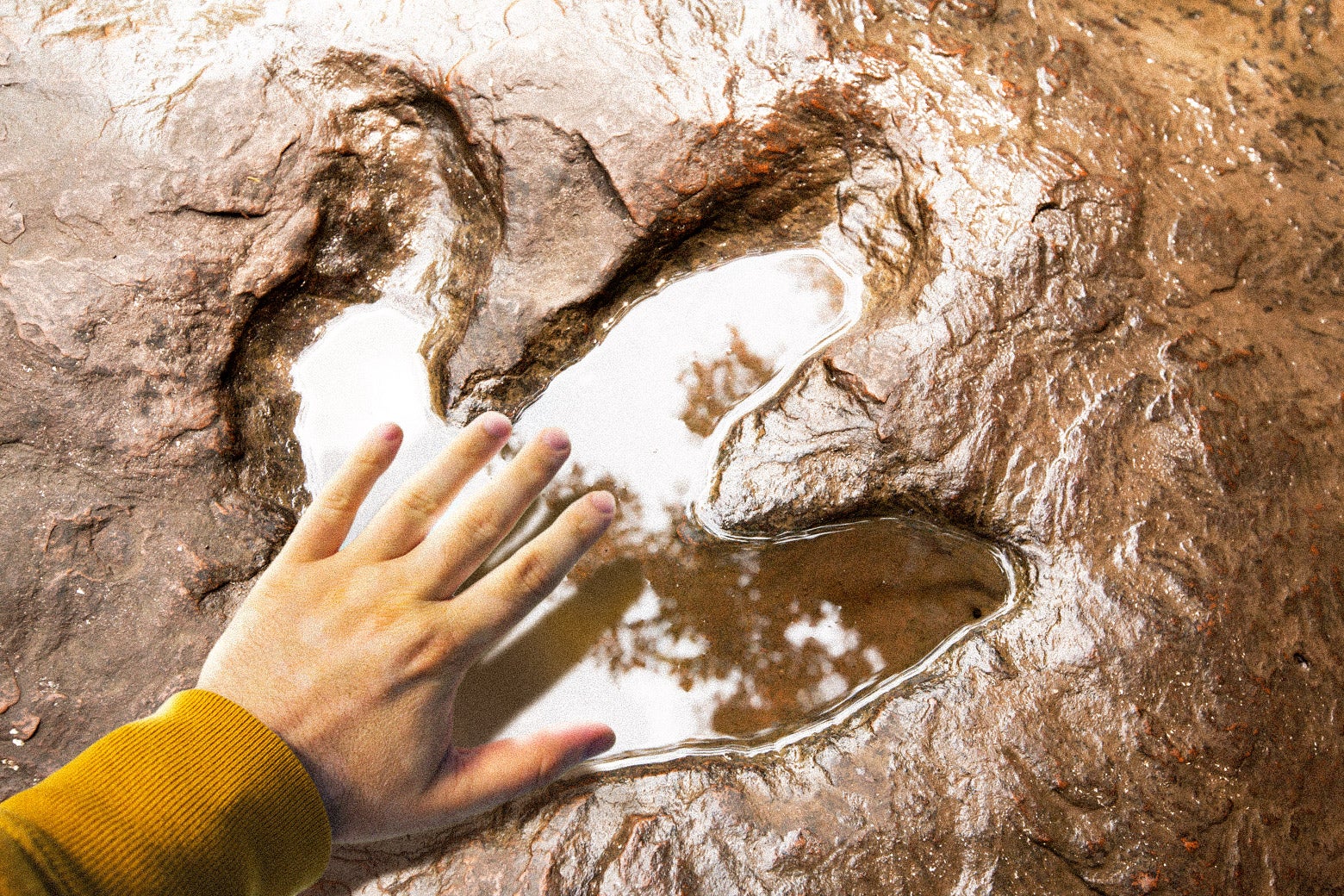A human holds a hand over a dinosaur print, which is many times larger.