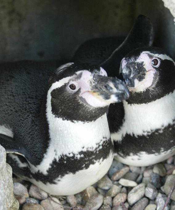 Male homosexual penguins
